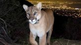 Dog Survives Mountain Lion Attack in California Backyard — Watch!
