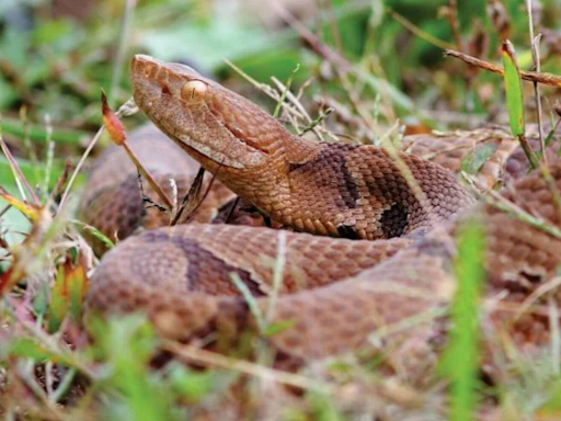 Stay safe in your SC backyard from venomous copperheads this summer with these expert tips