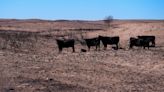 Texas wildfires: Firefighter killed responding to blaze as state pleads for hay to stem cattle losses