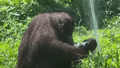 壽山動物園紅毛猩猩大秀「擰毛巾」 一家人有趣對話曝