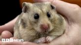 Vet bills: Owner quoted £500 to have hamster's teeth removed