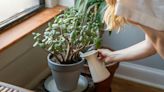 La Nación / Hay plantas que pueden atraer cucarachas al hogar