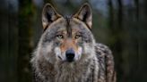 5 Members Of Family Injured In Wolf Attack In Madhya Pradesh