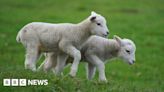 Appeal launched after lambs stolen from Devon field