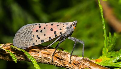 What plants attract spotted lanternflies? Avoid these 5 for a pest-free yard