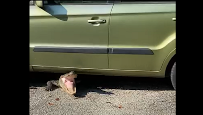 Angry 6-foot alligator found hiding under man’s car in South Carolina, video shows