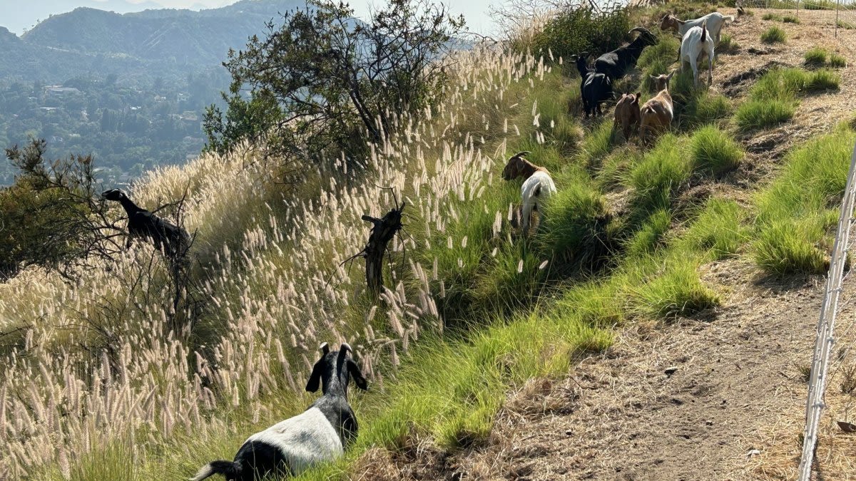 Hungry goats helping Glendale mitigate wildfire risks