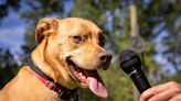 Using AI to decode dog vocalizations