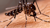 Public Health activates the protocol for monitoring cases of dengue, chikungunya, Zika and West Nile fever in Catalonia
