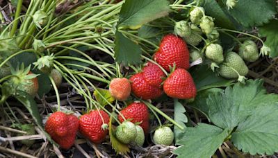 An expert guide on how to grow strawberries in your garden