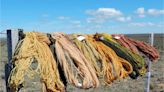 Tintes naturales de la estepa patagónica: qué plantas se utilizan para esta tarea ancestral