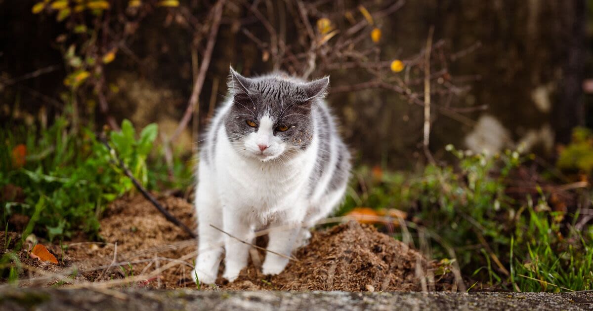 20p item cats won’t go near to stop them pooing in gardens and digging up plants