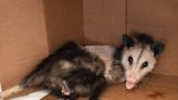 Opossum mom reunited with seven babies after getting shot with arrow in California