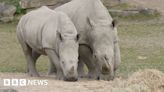 Souther White Rhino: IVF in zoos 'could help wild population'