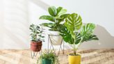 These Hard-to-Kill Houseplants Are Great for Beginners