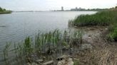 Twenty-two pound, 38-inch invasive carp captured in Lake Calumet near Lake Michigan