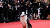 Perrito 'Messi' se apodera del festival de Cannes