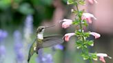 What to Plant for a Fauna-Friendly Outdoor Space — An Expert's Guide to Wildlife Gardening