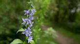 Creeping bellflower is a contender for Worst Weed Ever