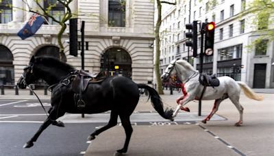 News Networks Descend On Central London As Bloody Horses Run Wild Through The Streets