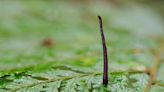 These Jumping Leeches Will Haunt Your Nightmares