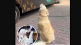 Watch: Charlie the golden retriever politely asks for his pup cup at the ice cream truck & it's too cute to miss!