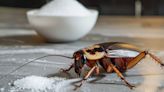 Truco viral utilizando azúcar para acabar con las cucarachas en la casa