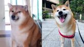 Balltze, beloved Shiba Inu behind 'Cheems' Doge meme, dies