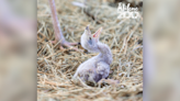 Abilene Zoo welcomes birth of rare secretary chick