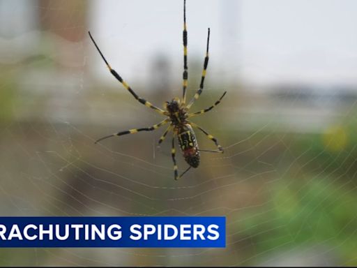 Giant, 'flying' Joro spiders spreading on the East Coast this summer: What to know