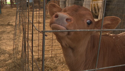 Hart to Hart Farm strives to rebuild after storm destroys century-old barn