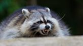 Raccoon found in Carthage Reported to Have Rabies