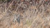 Researchers want to know where foxes and coyotes are roaming Wichita. How you can help