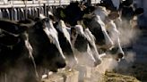 Detectan gripe aviar en carne de vaca lechera enferma, pero USDA afirma que la carne es segura