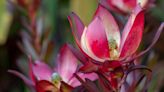 Growing Leucadendron Like a Pro Is Easier Than You Think—Here's How