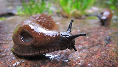 Superschnecke lässt Gärtner verzweifeln