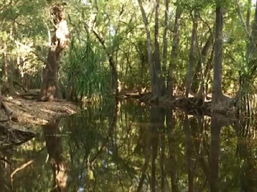 Piden controlar población de cocodrilos tras muerte de niña de 12 años en norte de Australia