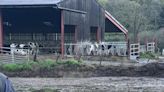 Look: Firefighters rescue calf sinking into slurry pit