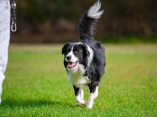 Brazilian Border Collie Becomes Foot Volley Sensation and People Can't Get Enough