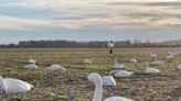 For waterfowling, North Carolina's Outer Banks are unmatched | Ian Nance on hunting