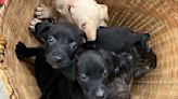 Litter of puppies found at Fort Oglethorpe Walmart; owners sought