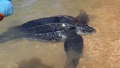 Aparece muerta una gigantesca tortuga laúd en la playa de Punta Umbría, Huelva