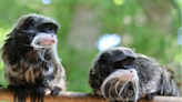 Missing monkeys taken from Dallas Zoo found in closet of abandoned home; police search for person of interest