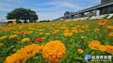 新北大都會公園花海盛開 百花綻放展覽至6/10