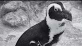 Adventure Aquarium announces death of beloved African penguin, Cliff