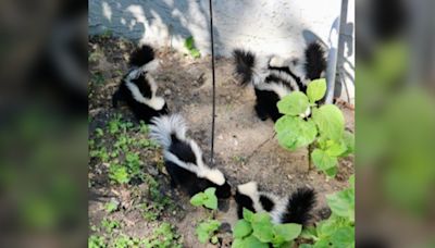 Past the skunk line: Sask. couple discovers skunk litter in their yard