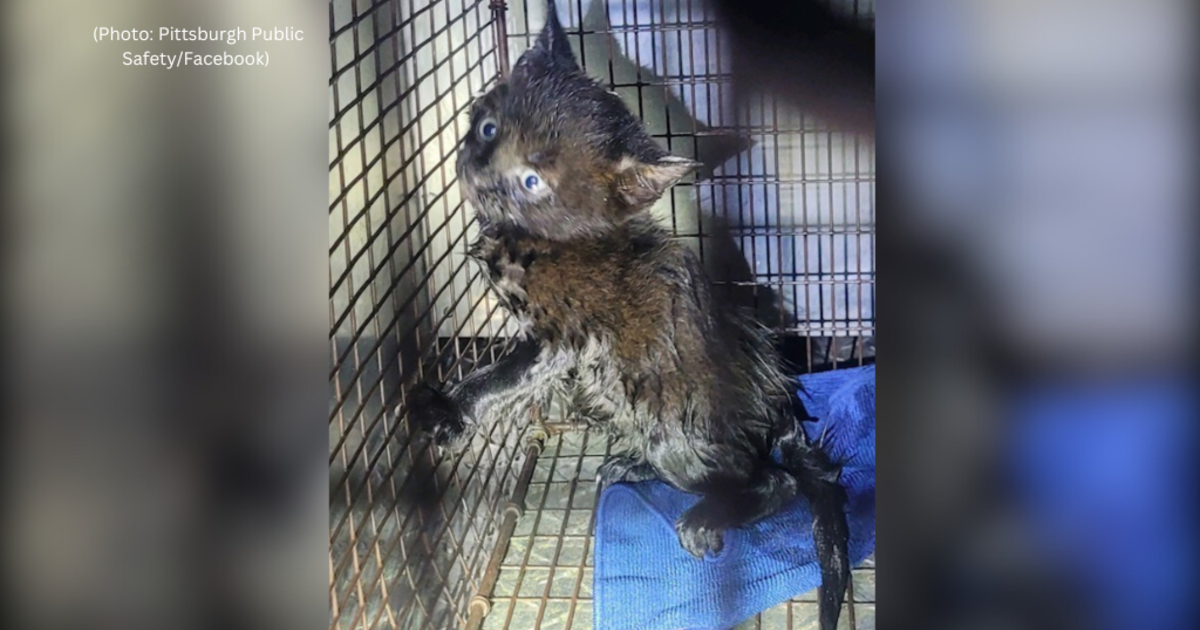 Kitten stuck in pipe beneath Pittsburgh street rescued by first responders