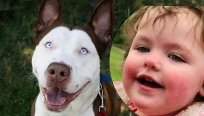 Murió una nena de 4 años mutilada por el perro Pitsky de la familia en el jardín de su casa