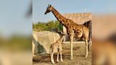 Sedema invita a capitalinos a ponerle nombre a bebé jirafa de San Juan de Aragón