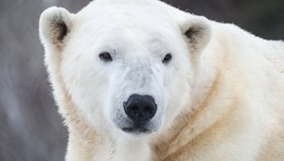 Baffin the polar bear dies at the Calgary Zoo | Globalnews.ca